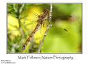 Common darter Sympetrum striolatum